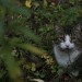 Katzenbilder - Nasser Herbst und unglücklicher Jan