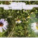Foto-WS Glückwunsch für Peter