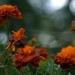Verblüht und verweklt - Tagetes