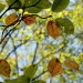 Verblüht und verweklt - Felsenbirne