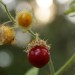 Litschi-Tomate