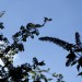 Power WE Blätter - Vogelbeere und Sommerflieder