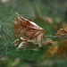 Power WE Herbst - Laub 2