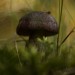 Powe WE Herbst - Birkenpilz