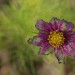 Power WE Herbst - Cosmea