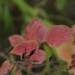 Power WE Herbst - Zierflieder