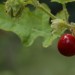 Power WE Früchte - Litschi-Tomate
