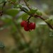 Power WE Ich seh rot - Rote Preiselbeeren
