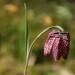 Fotowettbewerb Hauptsache farbenfroh -Schachbrettblume