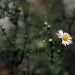 Fotowettbewerb - Struktur - Aster