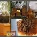 Collage - Unsere kleine Imkerei mit Honiggläsern