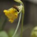 Fotomotive  im Garten - Biene auf Schl眉sselblume