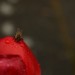 Fotomotive im Garten - Biene auf Tulpe