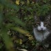 Katzenbilder - Nasser Herbst und ungl眉cklicher Jan