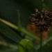 Verblüht und verweklt - Ringelblume