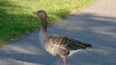 Gans