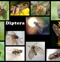 CollageDiptera