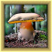 Aus https://wpclipart.com/plants/mushroom/mushroom_photos/King_Boletus__Boletus_edulis.jpg.html hergestellt