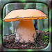 Aus https://wpclipart.com/plants/mushroom/mushroom_photos/King_Boletus__Boletus_edulis.jpg.html hergestellt