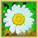 Aus https://commons.wikimedia.org/wiki/File:Daisy_flower_green_background.jpg (gemeinfrei) hergestellt
