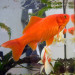 Goldfish_photo_2_small