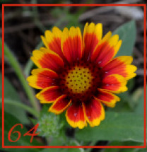 Kokardenblume
