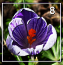 krokus blau
