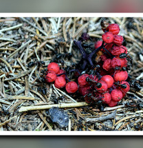 Ameisenhaufen mit roten Beeren