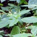 Kleines Springkraut - Neophyt