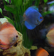 Diskusfische