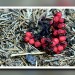 Ameisenhaufen mit roten Beeren