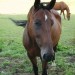 Pferd2
