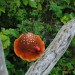 Pilz