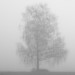 Baum im Nebel, der am Bodensee den Winter fest im Griff hat.