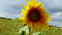 Lektion2Sonnenblume