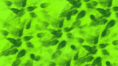 PinselLK8