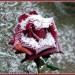 Die letzte Rose