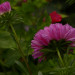 Aster-rot-Jacky
