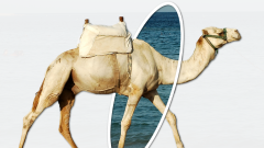 kamel