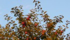 Apfelbaum