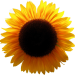 Blume_gruen_2aa
