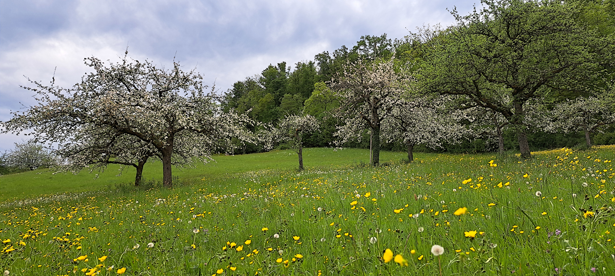 Bild