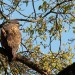 Bussard4
