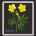 Butterblume1