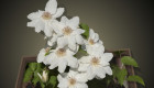 Clematis_3D