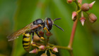 Bienenwolf_Philanthus_triangulum_22-07_01