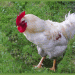 GW-Huhn